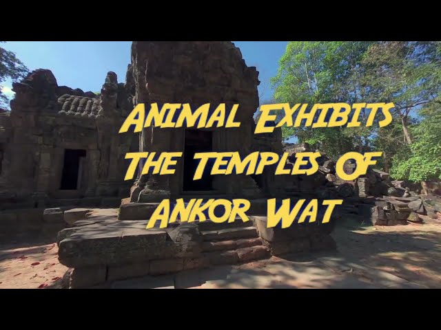 Animal Exhibits The Temples of Ankor Wat