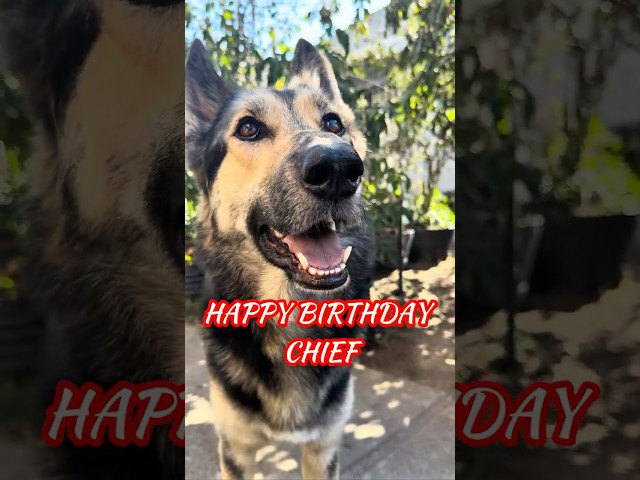 Chief The Shepsky Birthday Compilation