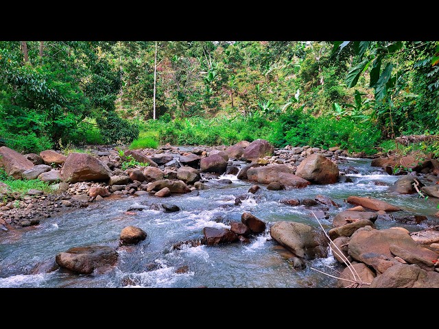 Peaceful Flowing Water Sounds in a Rocky Lush Forest to Soothe the Mind and Help You Sleep Deeply