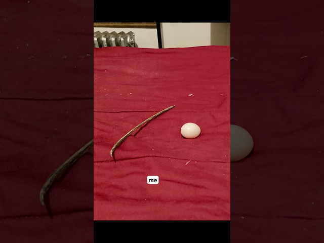 PIGEONS ARE THÉ WORST NESt BUILDERS EVER #bird #pigeon