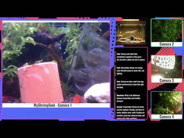 LIVE HD Red Neocaridina Tank•Relaxing Shrimp Stream•2026-04-08•Choose your Camera point of view