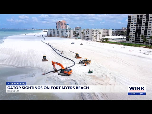 Alligators surprise Fort Myers Beachgoers amid renourishment project