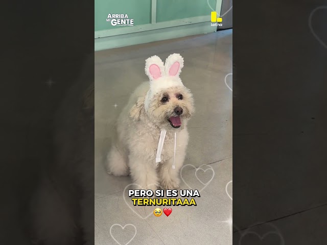 Pipo es el conejito de pascua que todos queremos abrazar 🥹❤️#arribamigente