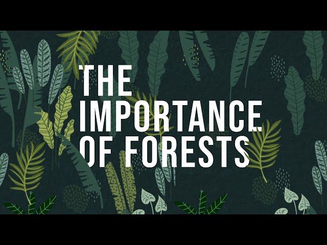 The Importance of Forests | How to protect Forests
