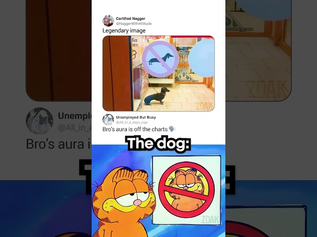 The Dog BE LIKE !!! #coding #programming #python #javascript