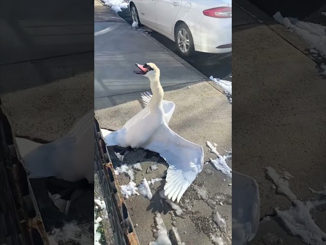 He came across this swan who was stuck in the fence 😳