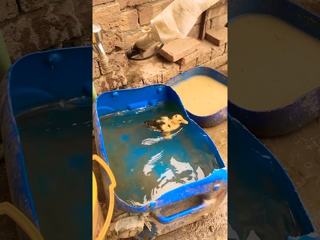 😃😃😃😍😋 Duckling #petsvlog #pets #duck #shorts #viralshort
