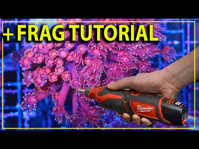 Watch this BEFORE you try fragging this difficult coral - Goniopora fragging tutorial with a dremel