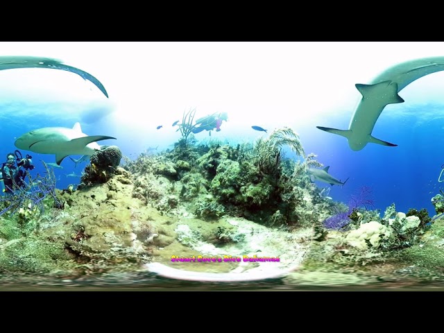 VR Shark Wall, Stuart Cove's Dive Bahamas