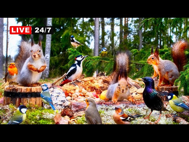 🔴 24/7 LIVE CAT TV NO ADS😺 Awesome Red Squirrels and Adorable Little Birds Forest Nut Party for All