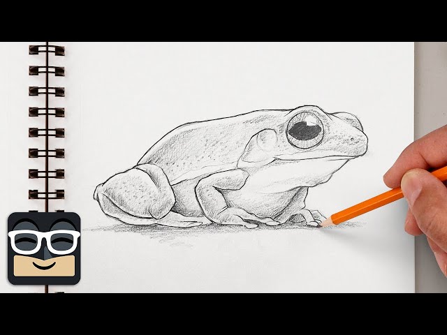 How to Draw a Realistic Frog | Step by Step Sketch Lesson