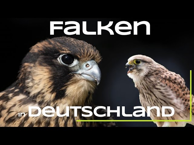 Turmfalke, Wanderfalke und Co. - Alle Falken Deutschlands - Vögel / Falke