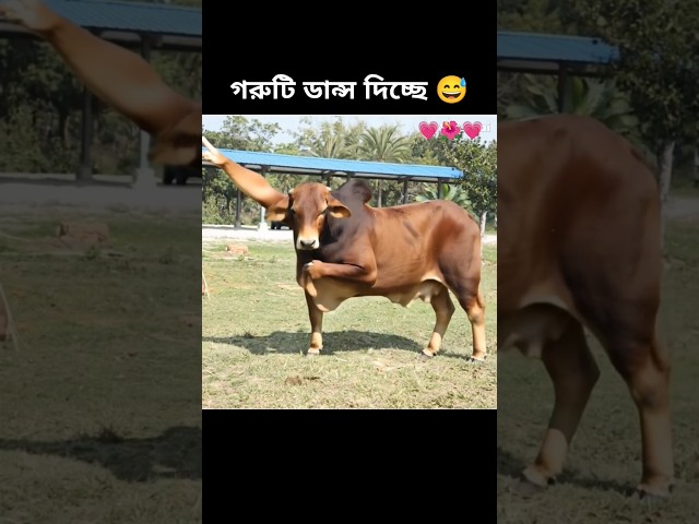 how possible😱 cow dancing #sorts #sortvideo #viralshort #cow #dance #foryou #ai #edit #funny