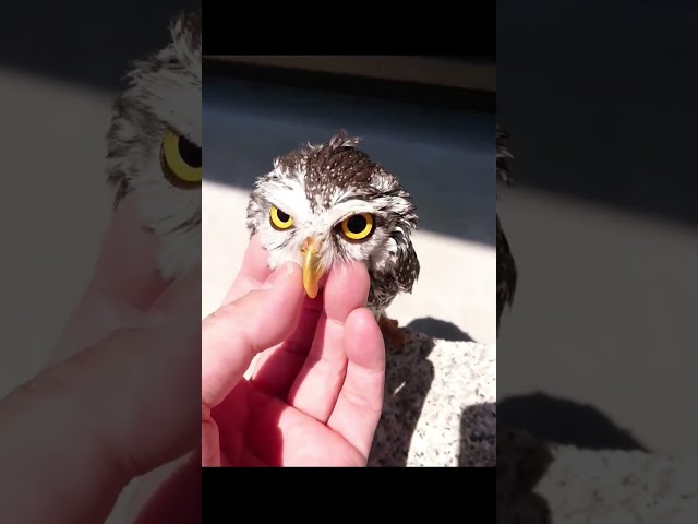 Corujinha mais fofa! #petfriends #pet #coruja