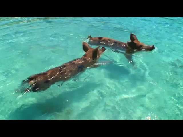 Expedia Swimming Pigs Advert - HD