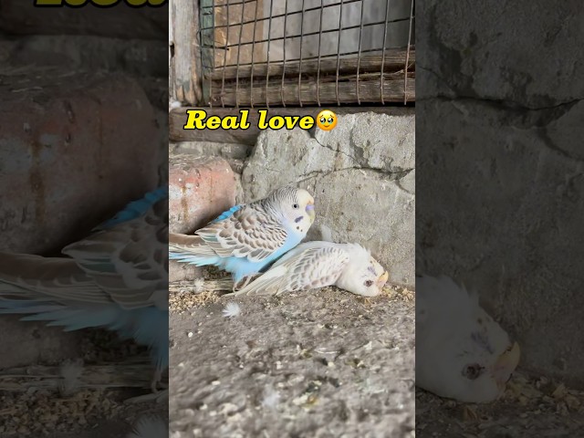 Real love🦜🥺#minivlog #breedingpair #petlover #vlog #lovebirdsfarming #kabutar #pigeon #birds #pets