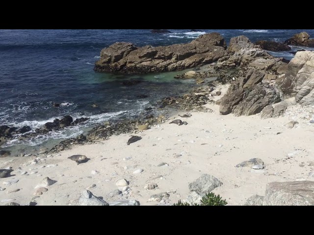 Harbor Seals & Pups - Pacific Grove
