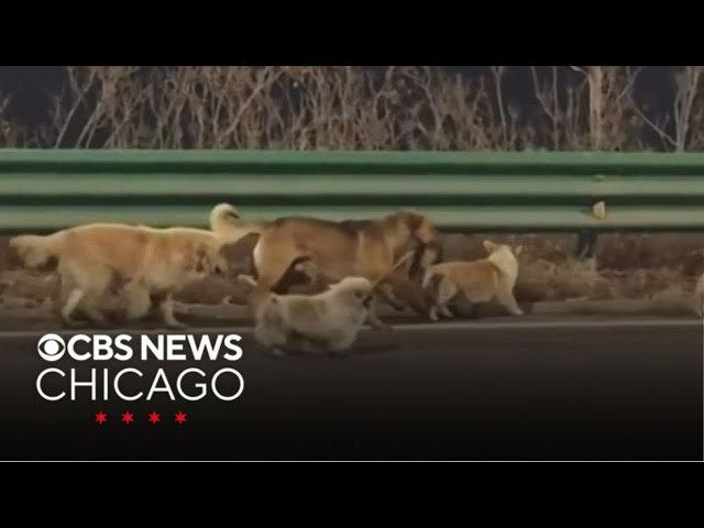 7 dogs stolen by meat traders in northeastern China back home