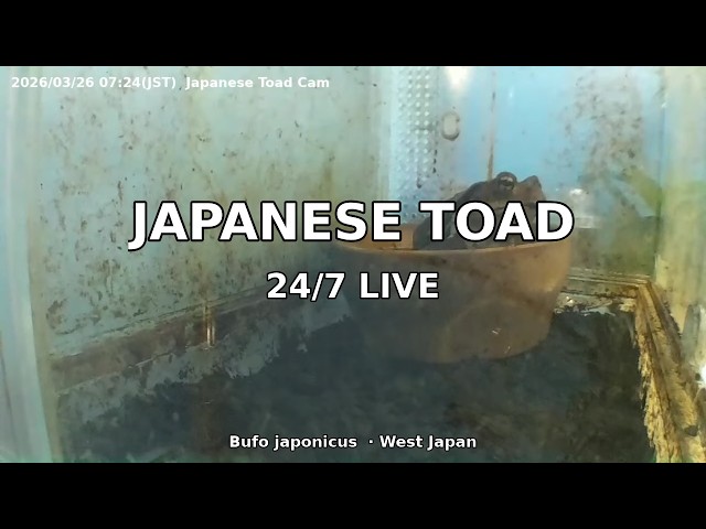 Japanese Toad 24/7 Live Cam 🇯🇵 Bufo japonicus — Real-time Enclosure · West Japan