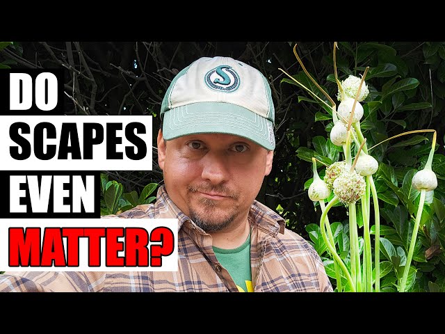 The Ultimate Garlic Scape Experiment