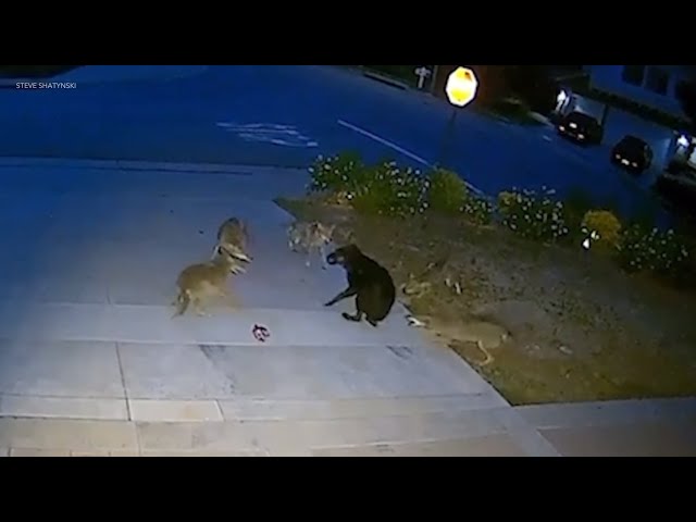 Stray dog battles 5 coyotes in Brea, California | Wild Animals SoCal