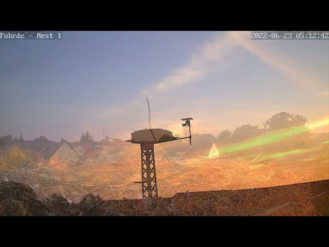 Leb wohl, erstgeschlüpftes Küken 😢 — Rotmilan holt sich das letzte Storchenbaby