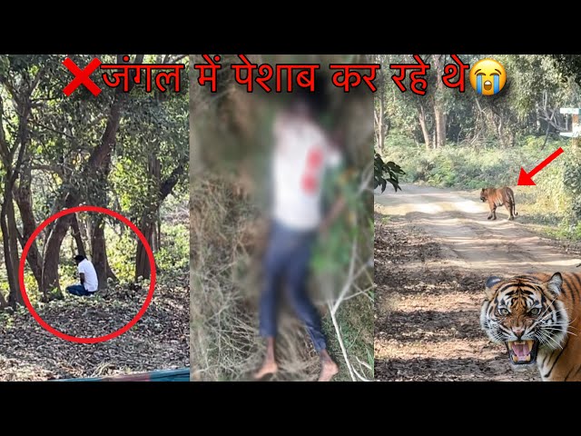 Please Never Make This Mistake In The Jungle🙏   Tiger Attack Man Forest Pilibhit Tiger Reserve Vlog
