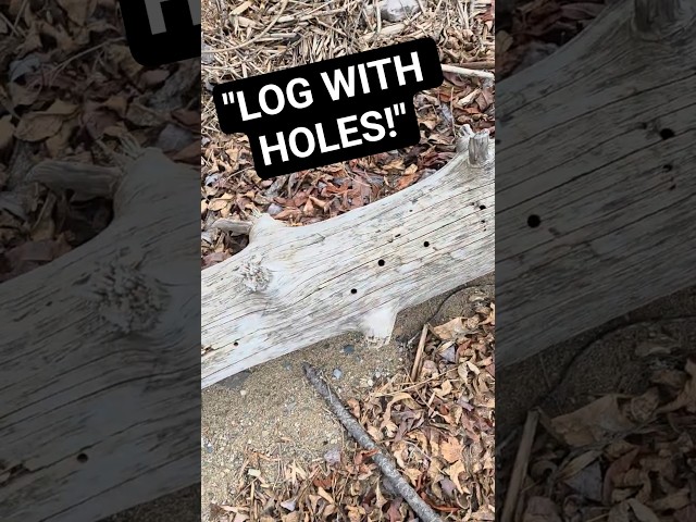 Oh Dear, A Log With Multi-Holes #shorts #spring #story