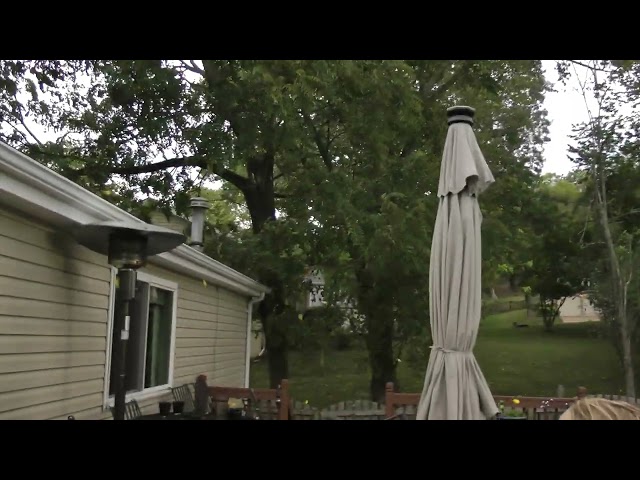 approaching storm sends leaves and walnuts raining in St. Louis 9/5/23
