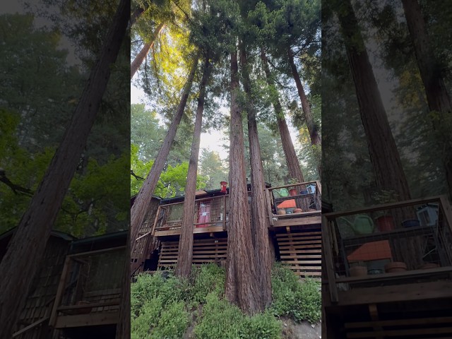 Doing Some Yard Maintenance In The Santa Cruz Mountains #Scape #explore #shorts