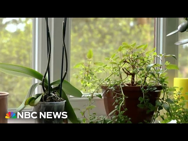 Spelman College students invent a way for plants to talk with the help of AI
