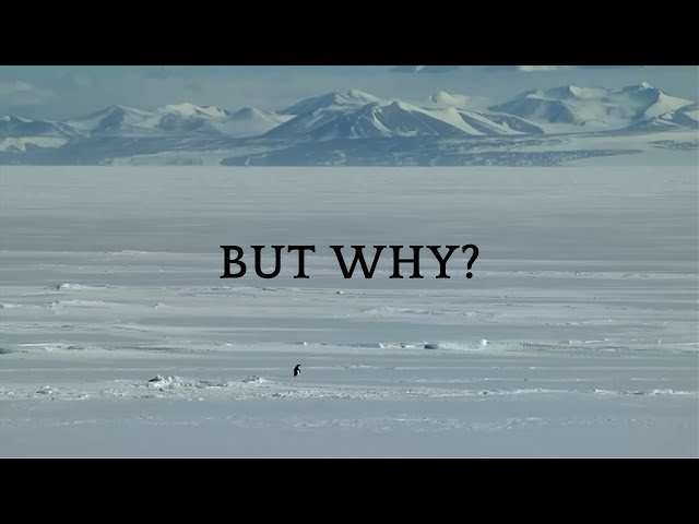 Mountain Penguin x L’Amour Toujours Gigi D’Agostino Organ Version