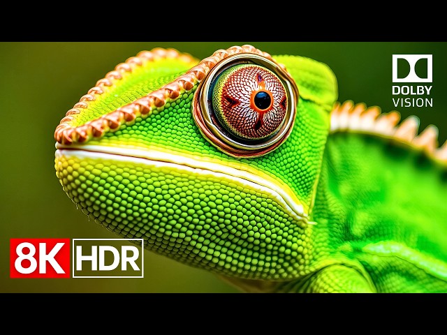 Breathtaking 8K Video Ultra HD | 8K HDR 60fps Dolby Vision