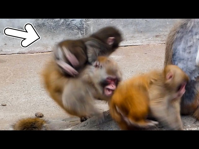 Monkey Punch Gets Rammed and Sent Flying