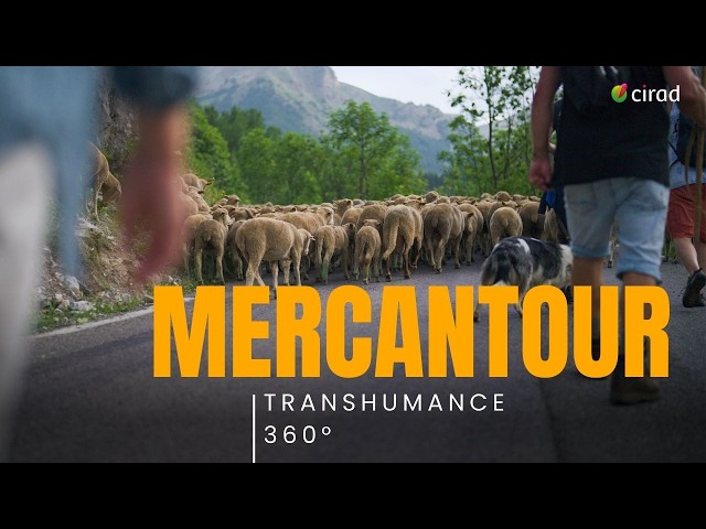 [Virtual Reality] Transhumance 360° | Sheep moving to summer pastures at Le Merle (France)