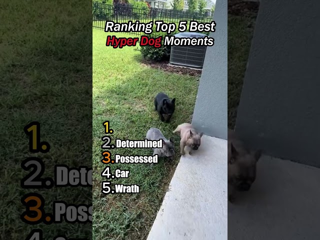 Ranking Top 5 Hyper Dogs