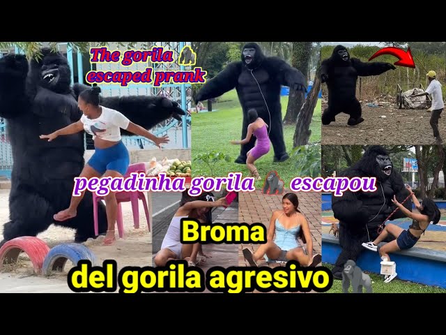 Broma del gorila agresivo 🦍/ pegadinha gorila escapou / The gorila escaped prank