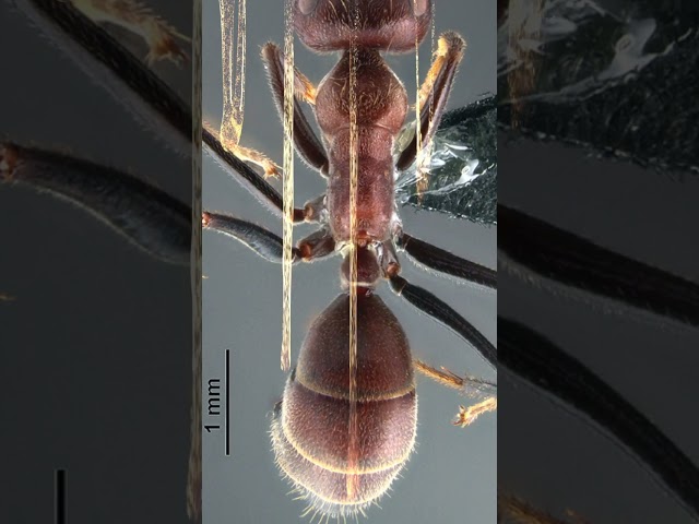 Des fourmis EXPLOSIVES ! #shorts