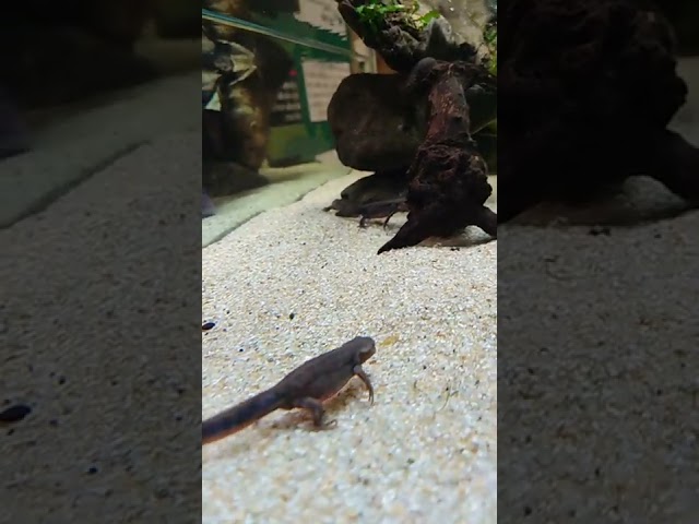 Cynops pyrrhogaster /     japanese fire Nelly newt / takahiro omori / kawasui Aquarium
