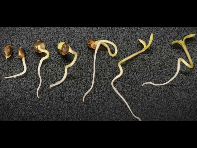 Best Methods to 100% Your Germination Rate