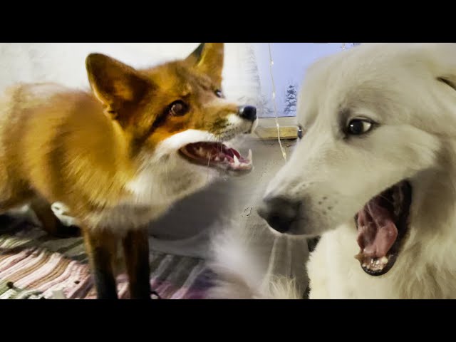The Fox really wants to be friends with this dog