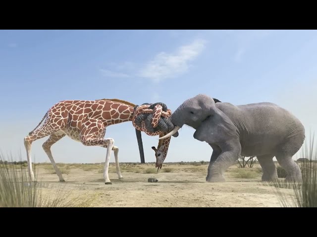 Giraffe Vs Elephant fight for Water