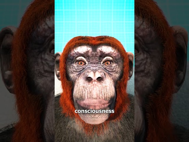 Monkey Head Transplant 🐒 (explained)