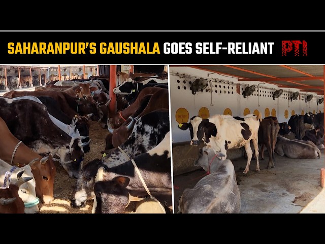 UP gaushala beats LPG crisis, powers operations with biogas from cow dung
