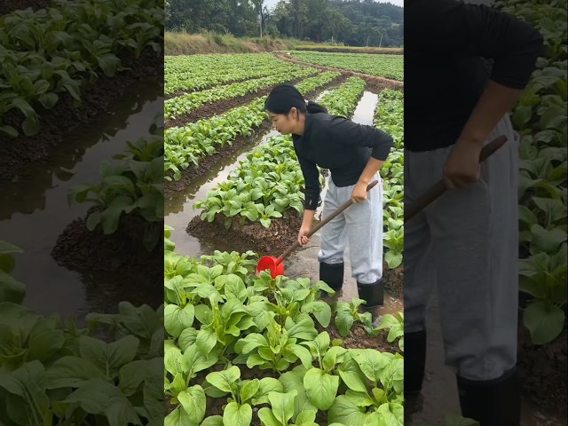 Vegetables Farming #farming #farmer #agriculture