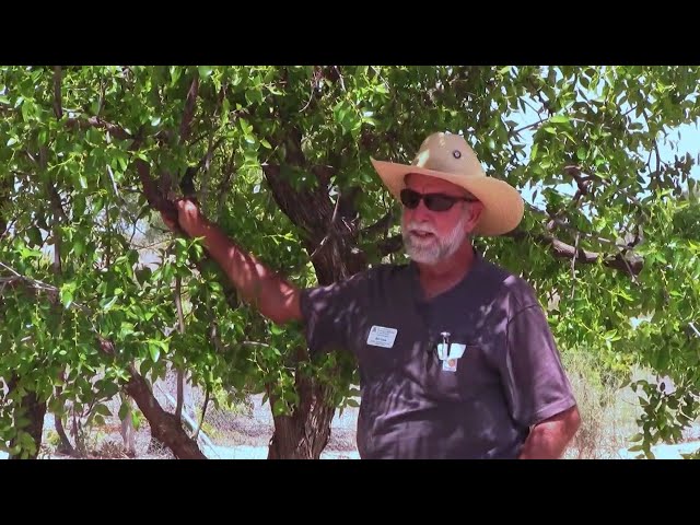 Drought Tolerant SHADE TREES: Southeastern, AZ | Low Water Use, Fast-Growing, Beautiful & Resilient
