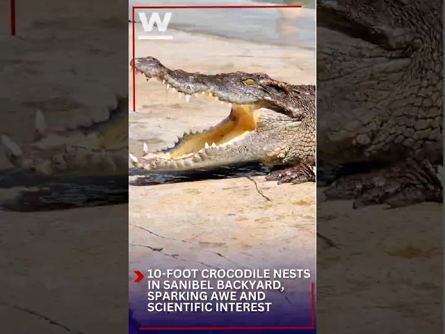 10-Foot Crocodile Nests in Sanibel Backyard, Sparking Awe and Scientific Interest #winknews #florida