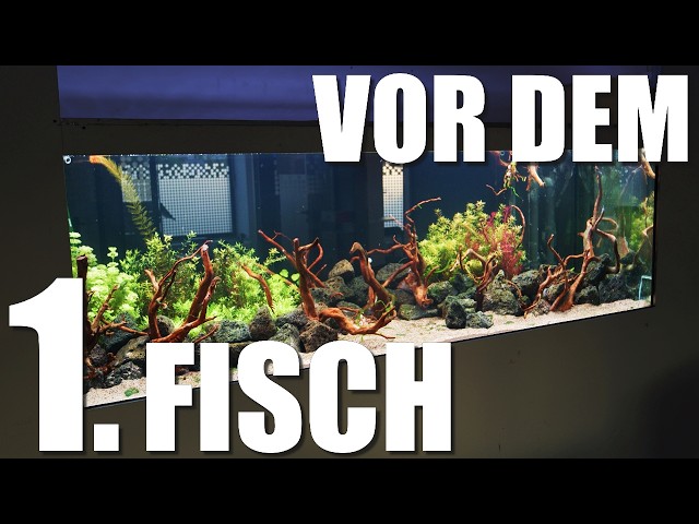 The former jungle aquarium - development, water parameters, technical check'