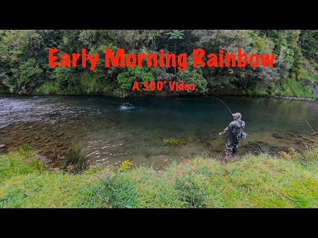 Early Morning Rainbow Trout