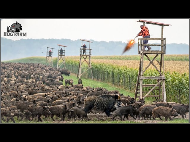 They Came in Hundreds – How Farmers CRUSHED the Wild Boar Threat! | Hog Farm